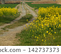 A landscape with a single road and rapeseed flowers. 142737373