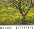 A landscape of trees and rapeseed flowers waiting for spring. 142737374