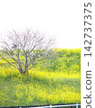 A landscape of cherry blossoms and rapeseed flowers, where cyclists ride. 142737375