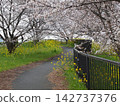A tunnel of cherry blossoms and a walking path of rapeseed flowers 142737376