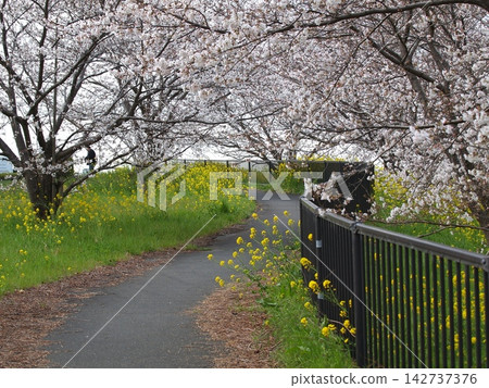 A tunnel of cherry blossoms and a walking path of rapeseed flowers A tunnel of cherry blossoms and a walking path of rapeseed flowers 142737376
