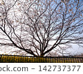 A landscape with cherry blossoms stretched out across the sky. 142737377