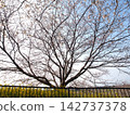 A landscape with cherry blossoms stretched out across the sky. 142737378