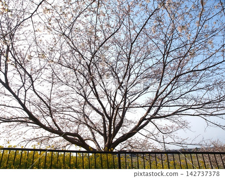 A landscape with cherry blossoms stretched out across the sky. A landscape with cherry blossoms stretched out across the sky. 142737378