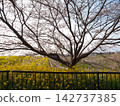A landscape with cherry blossoms and rapeseed flowers, as if outstretched across the sky. 142737385