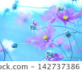 Cosmos swaying in the breeze 142737386