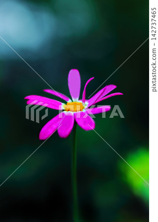 Lovely dwarf cosmos flowers 142737465