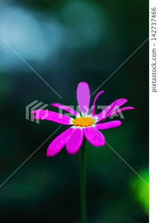 Lovely dwarf cosmos flowers Lovely dwarf cosmos flowers 142737466
