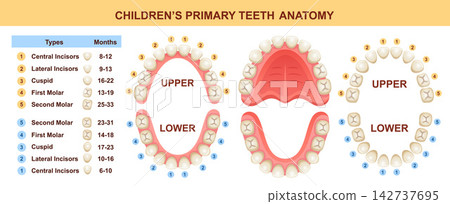 Primary baby teeth anatomy eruption. Children temporary teething stage. Lower, upper mouth jaw dental medical chart. Health care. Human incisors, cuspid, first, second molar dent growing time. Vector Primary baby teeth anatomy eruption. Children temporary teething stage. Lower, upper mouth jaw dental medical chart. Health care. Human incisors, cuspid, first, second molar dent growing time. Vector 142737695