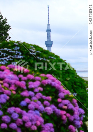 東京晴空塔和繡球花 東京晴空塔和繡球花 142738541