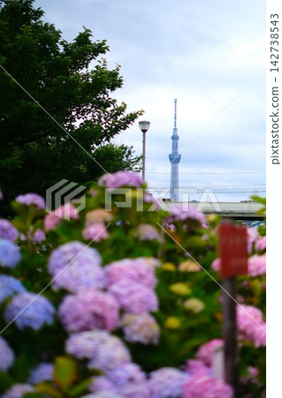 東京晴空塔和繡球花 東京晴空塔和繡球花 142738543