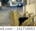 green leaf of wheat 142738661
