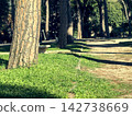 trees in the park 142738669