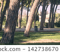 green trees in the park 142738670