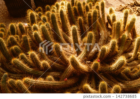 Lush Succulent Garden With Tall Columnar Cacti 142738685