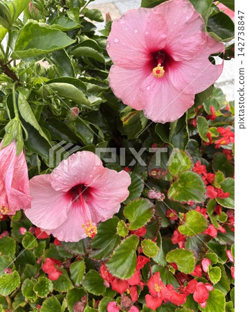 Hibiscus after the rain Hibiscus after the rain 142738847