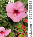 Pink hibiscus after the rain 142738848