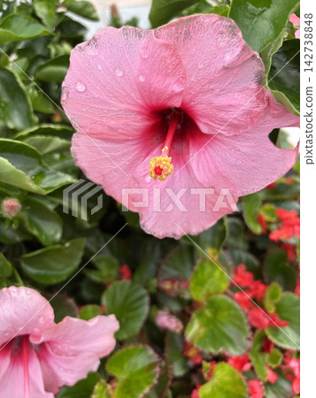 Pink hibiscus after the rain 142738848