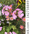 Cute, colorful flowers 142738849