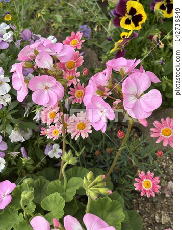 Cute, colorful flowers Cute, colorful flowers 142738849