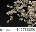 Cherry blossoms illuminated at night 142738850