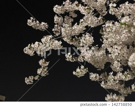 夜間照明的櫻花 夜間照明的櫻花 142738850