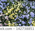 Viola flowers blooming in the park 142738851