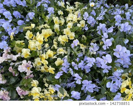 公園裡盛開的紫羅蘭花 142738851