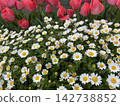 Tulips and white flowers blooming in a spring flowerbed 142738852