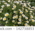 Cute little white flowers 142738853