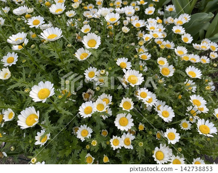 Cute little white flowers 142738853