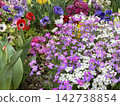 Beautiful flowers in a variety of colors 142738854