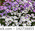 Cute purple and white flowers 142738855