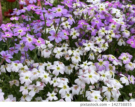 可愛的紫白花朵 可愛的紫白花朵 142738855