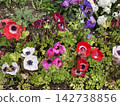 Colorful Anemone coronaria 142738856