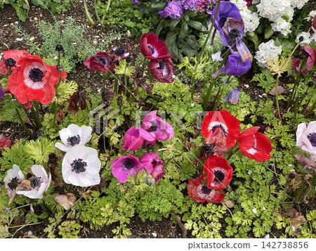 Colorful Anemone coronaria Colorful Anemone coronaria 142738856