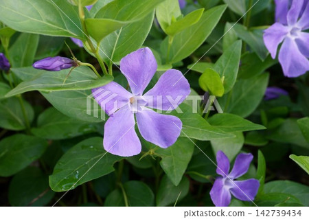 Vinca flowers blooming in the garden Vinca flowers blooming in the garden 142739434