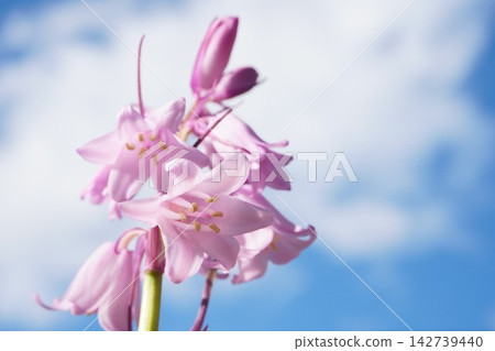 花園裡盛開的風鈴 花園裡盛開的風鈴 142739440