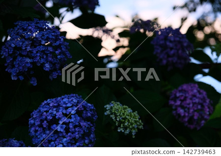 Hydrangea at dusk Hydrangea at dusk 142739463
