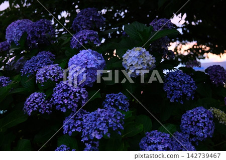 Hydrangea at dusk Hydrangea at dusk 142739467