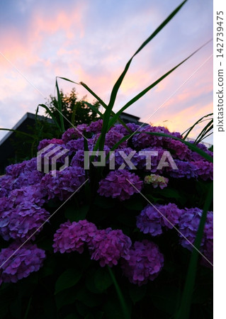 Hydrangea at dusk Hydrangea at dusk 142739475