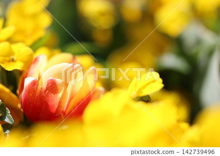 Brilliant tulips 142739496