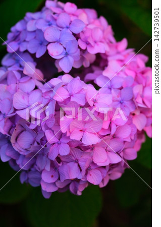 黃昏的繡球花 黃昏的繡球花 142739501