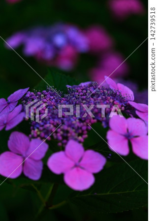 黃昏的繡球花 142739518