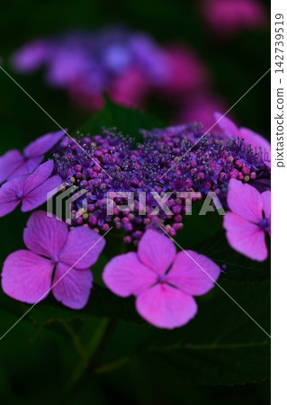 黃昏的繡球花 黃昏的繡球花 142739519