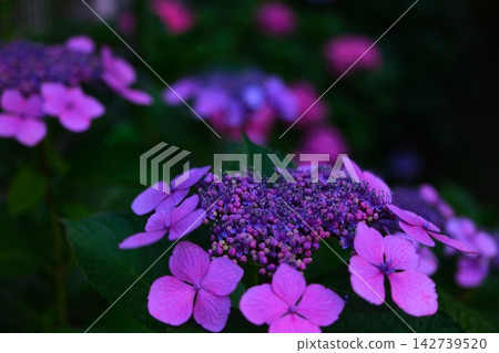 黃昏的繡球花 黃昏的繡球花 142739520