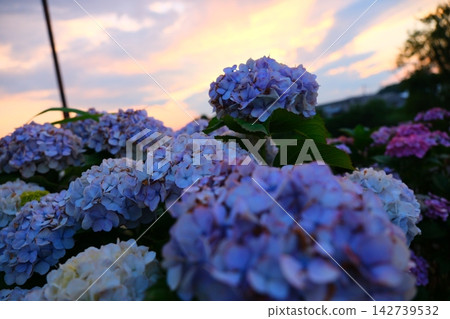 Hydrangea at dusk Hydrangea at dusk 142739532