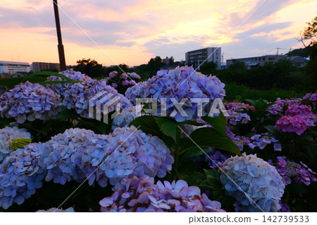 Hydrangea at dusk Hydrangea at dusk 142739533