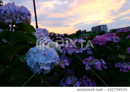 Hydrangea at dusk Hydrangea at dusk 142739534