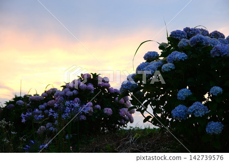 Hydrangea at dusk Hydrangea at dusk 142739576